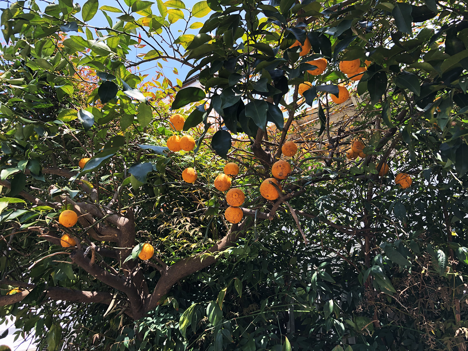 oranges