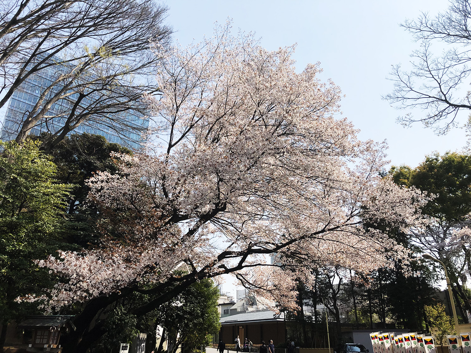 sakura